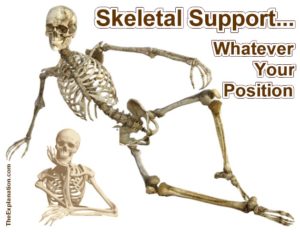 Your skeleton supports your body no matter what position you take. And some people can take weird positions! But, the skeleton does so much more ...