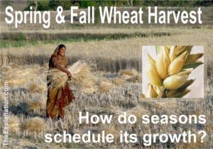 Spring and Fall Wheat Harvest ... one of the biggest domesticated crops in the world and we don't realize how the seasons schedule its growth.
