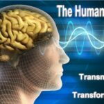 The human brain. Transmission and transformation of information.