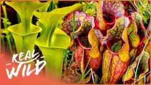 the secret life of plants nature
