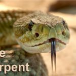 The Serpent in the Bible. Down through history he is presented at the arch-enemy of God, as a fallen angel due to his vanity. But as the same time a highly intelligent and creative being.