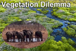 The rich peatland vegetation of... in contrast to the barren homeland of elephants in Botswana, that the vegetation dilemma